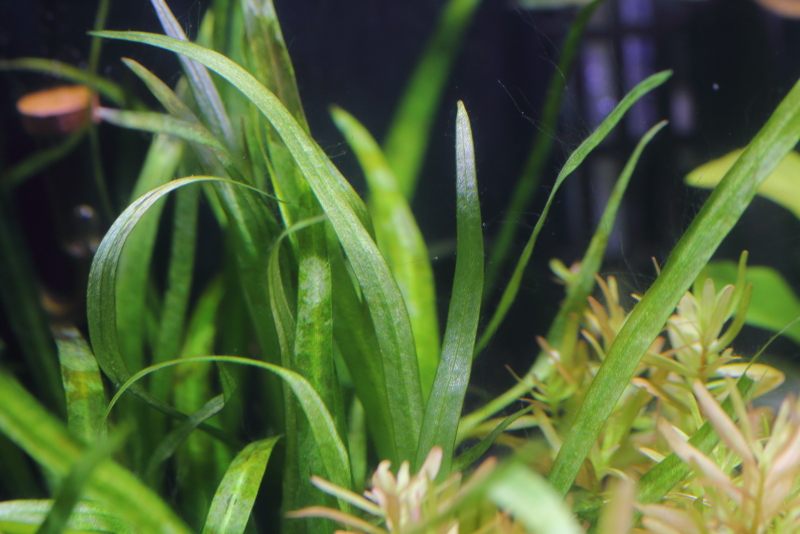 植栽から21日目　チェーンアマゾン